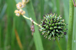 Image of big bur-reed