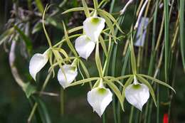 Image of Brassavola perrinii Lindl.