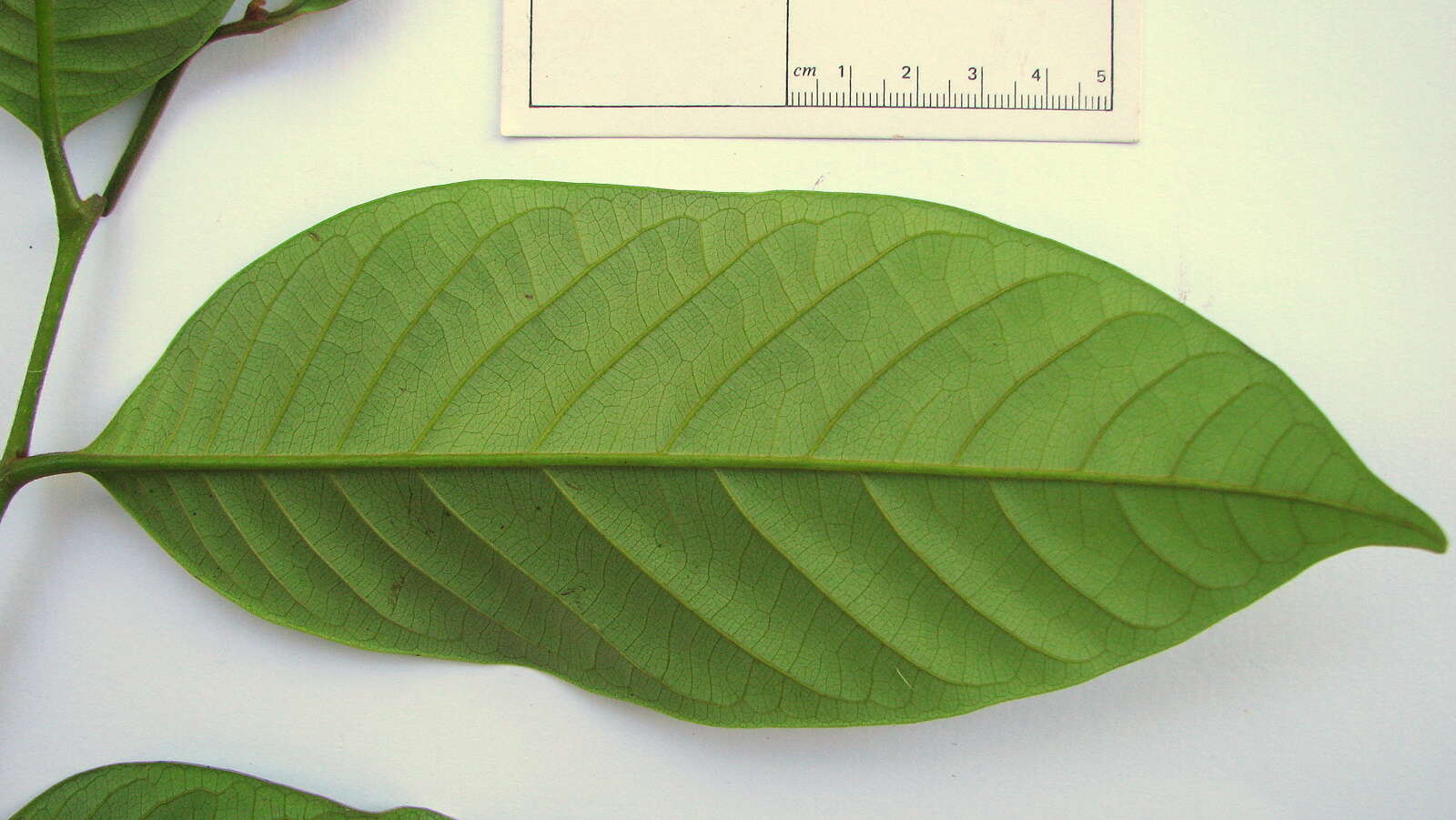 صورة Annona bahiensis (Maas & Westra) H. Rainer