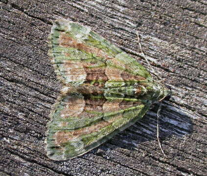 Image of red-green carpet