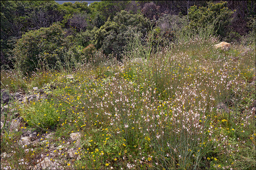 Image of onionweed