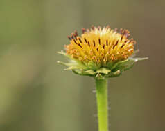 Image of Rayless Sunflower