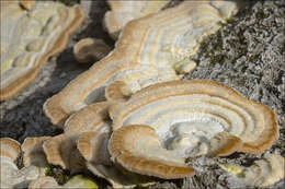 Image of Trametes hirsuta (Wulfen) Lloyd 1924