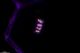 Image de Spondylosium planum