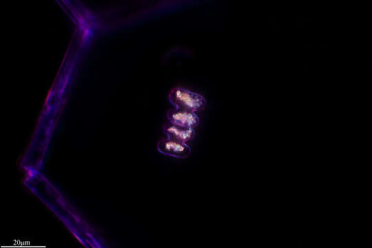 Image of Spondylosium planum