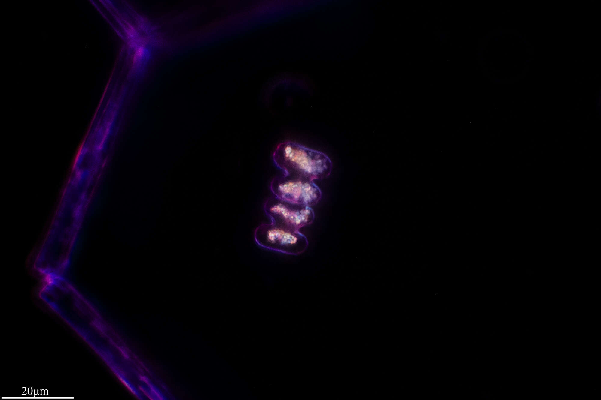 Image de Spondylosium planum