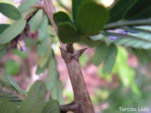 Image de Machaerium isadelphum (E. Mey.) Standl.