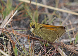 Image of Tawny-edged Skipper