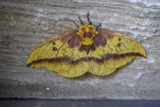 Image of Imperial Moth