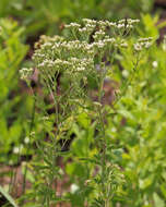 Eupatorium mohrii E. Greene的圖片