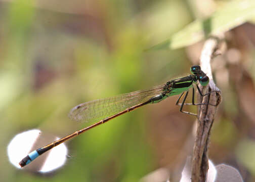 Image of Rambur's Forktail