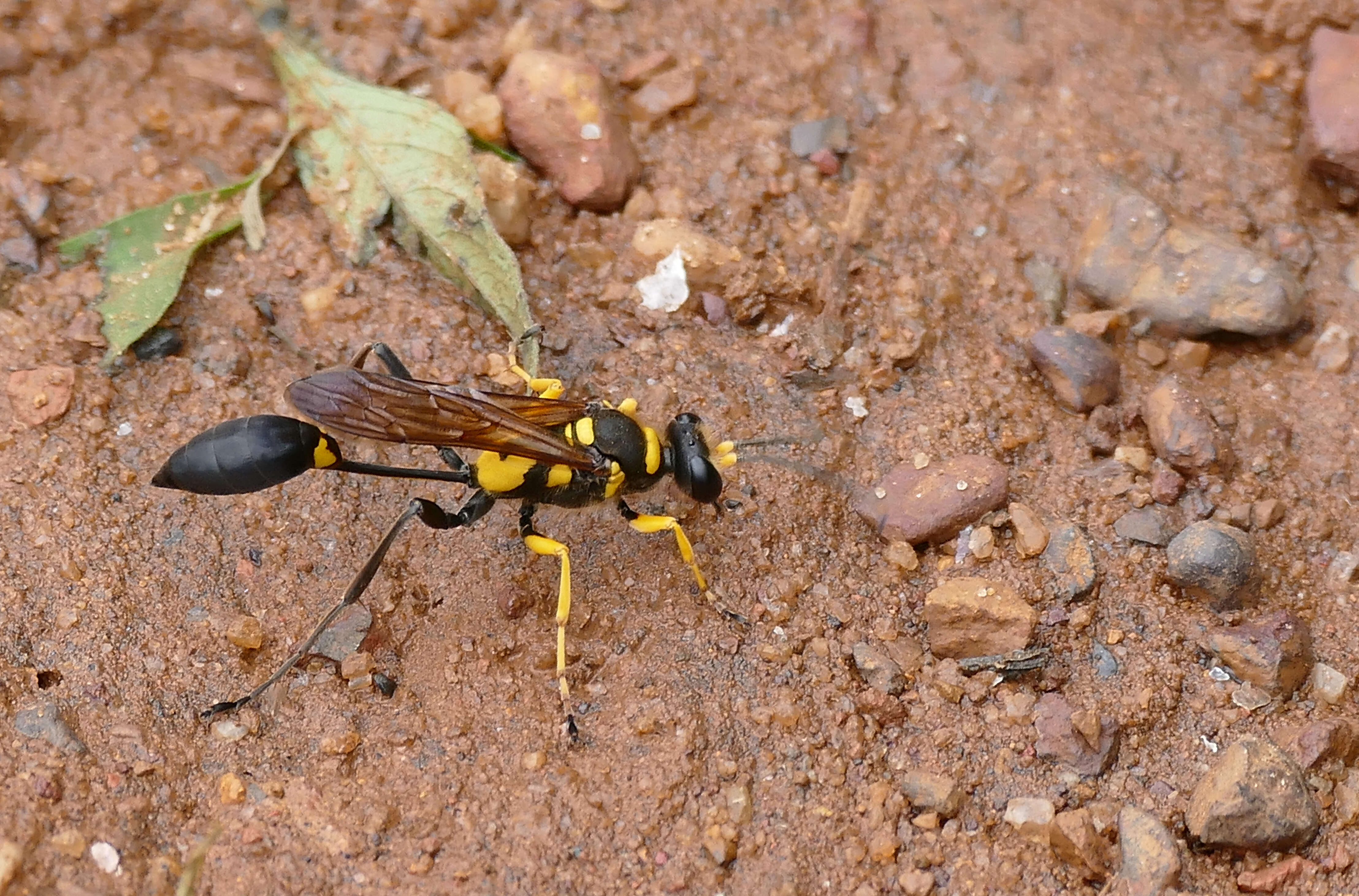 Image of Sceliphron asiaticum (Linnaeus 1758)