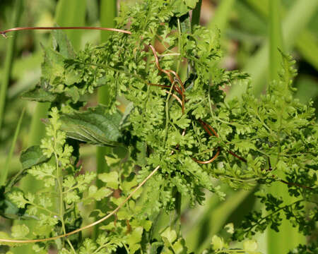 Image of Japanese climbing fern