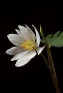 Image of bloodroot