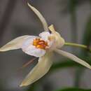 Coelogyne eberhardtii Gagnep. resmi