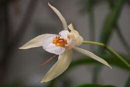 Coelogyne eberhardtii Gagnep. resmi