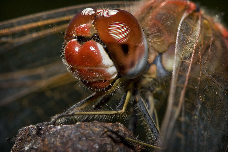 Image of Red-veined Darter