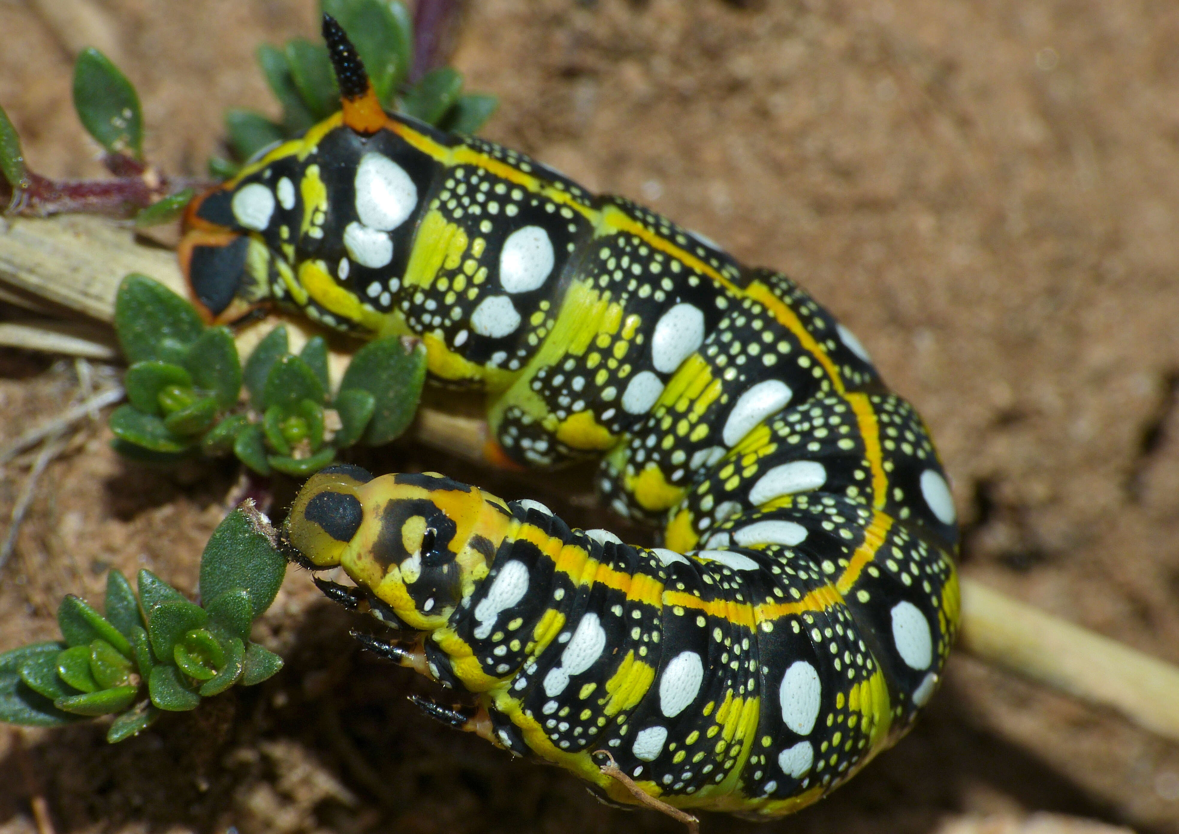 Image of Spurge Hawk Moth