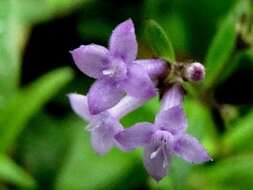 Image of Neanotis lancifolia (Hook. fil.) W. H. Lewis