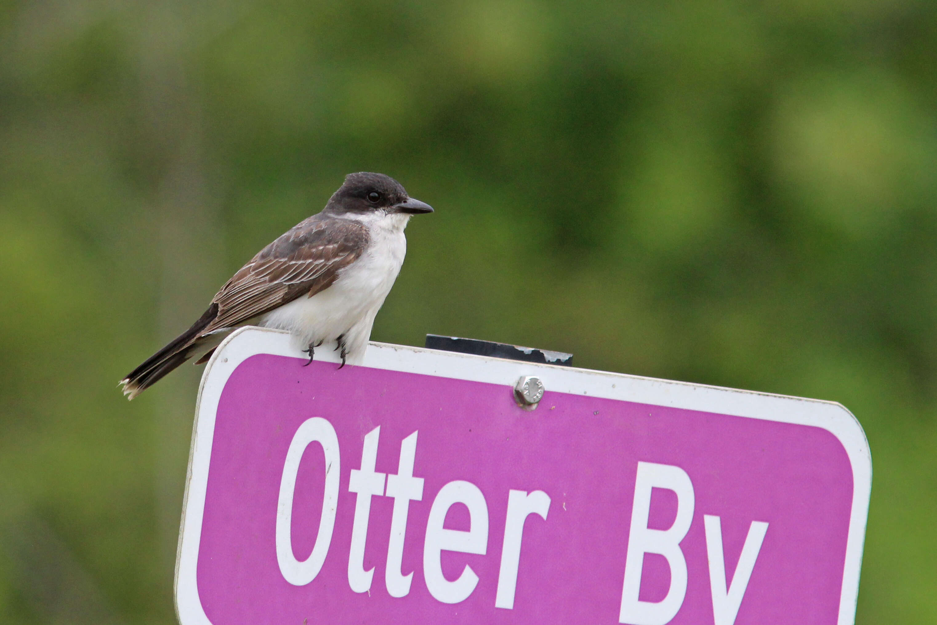 Image of Eastern Kingbird