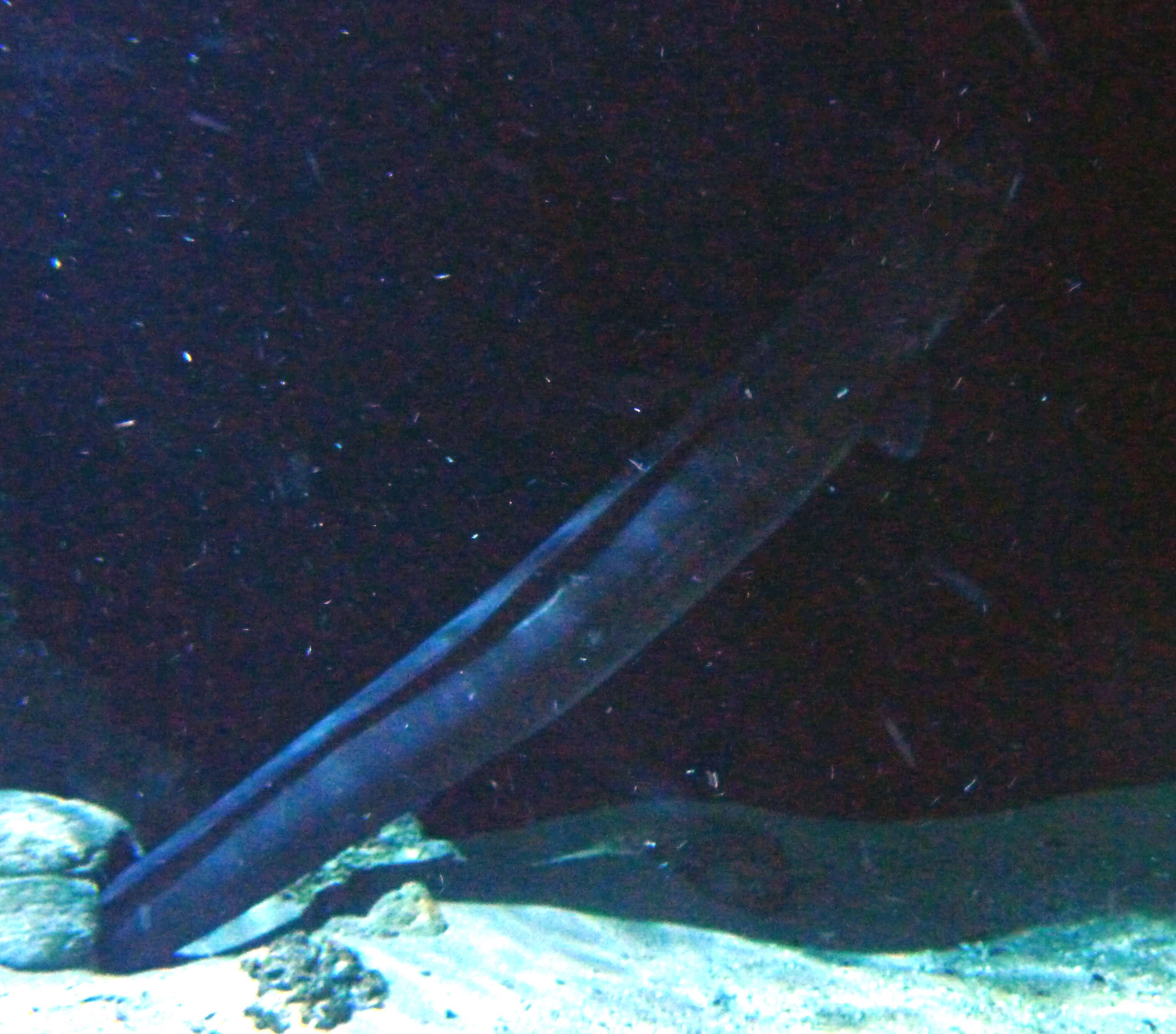 Image of Conger Eel