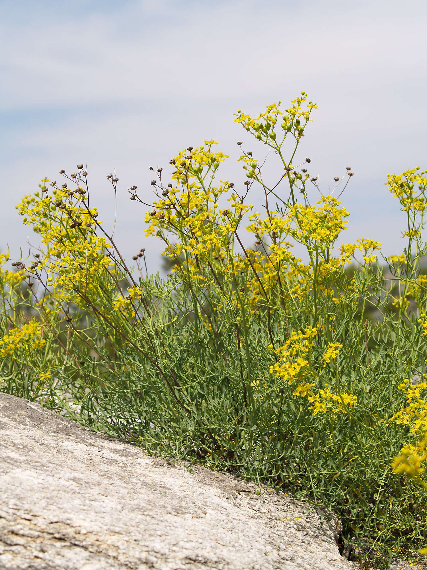 Plancia ëd Ruta graveolens L.