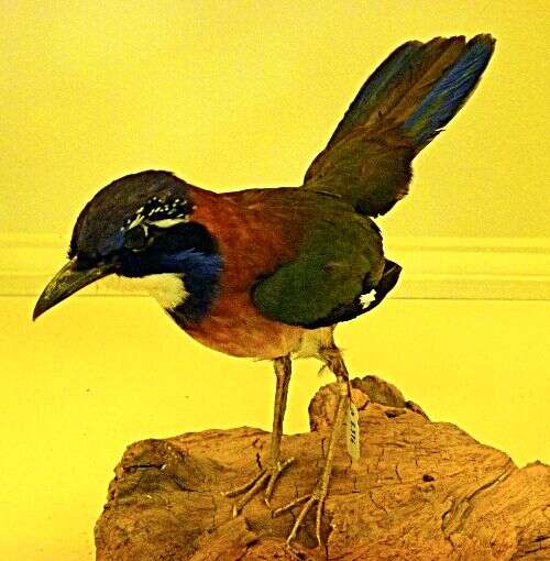 Image of Atelornis Pucheran 1846