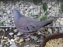 Image of Common Ground Dove