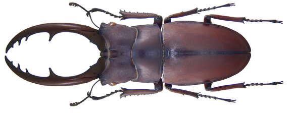 Prosopocoilus (Metopodontus) astacoides castaneus (Hope 1845)的圖片