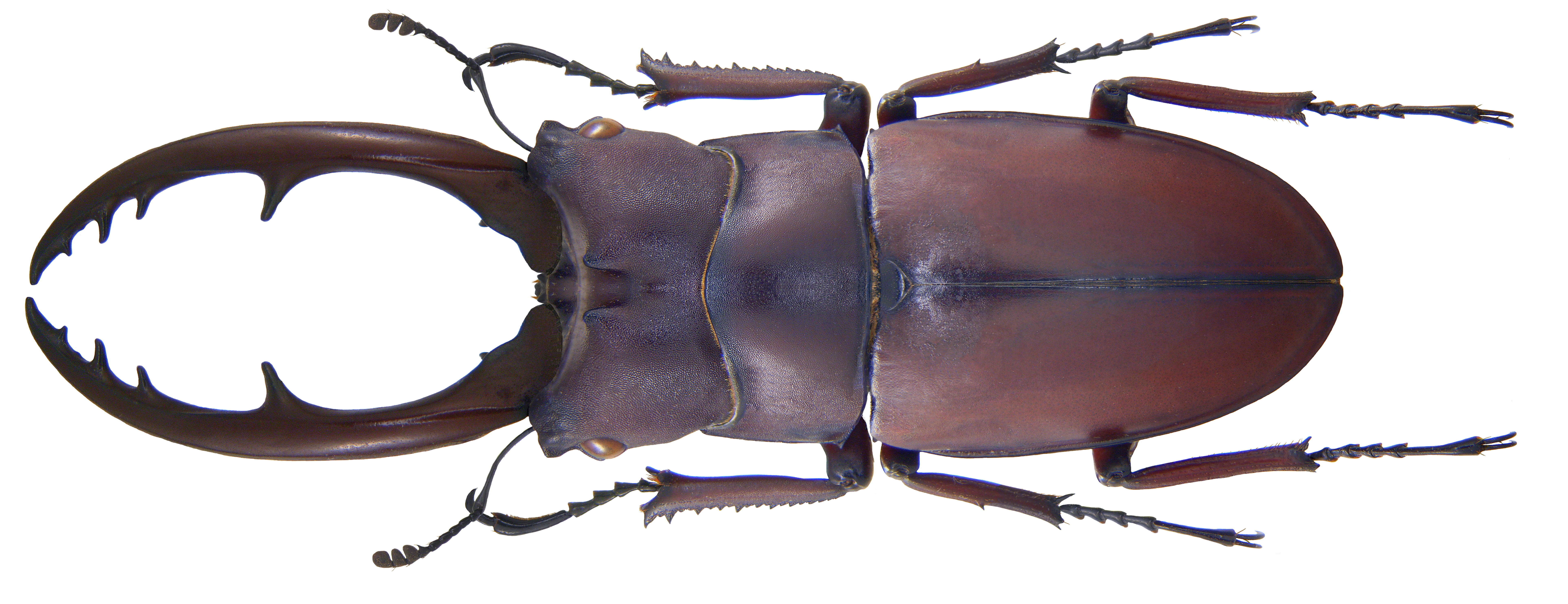 Image of Prosopocoilus (Metopodontus) astacoides castaneus (Hope 1845)