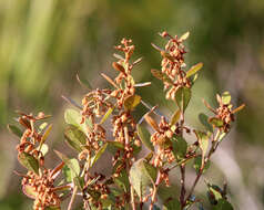 Image de Lyonia fruticosa (Michx.) G. S. Torr. ex B. L. Robins.