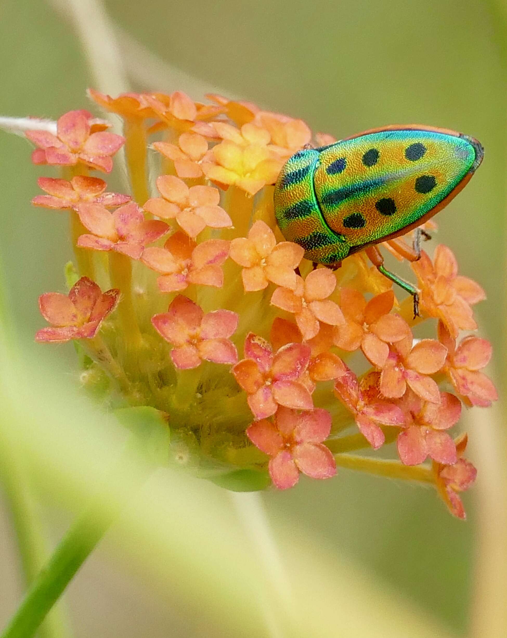 Image of Calidea distinguenda