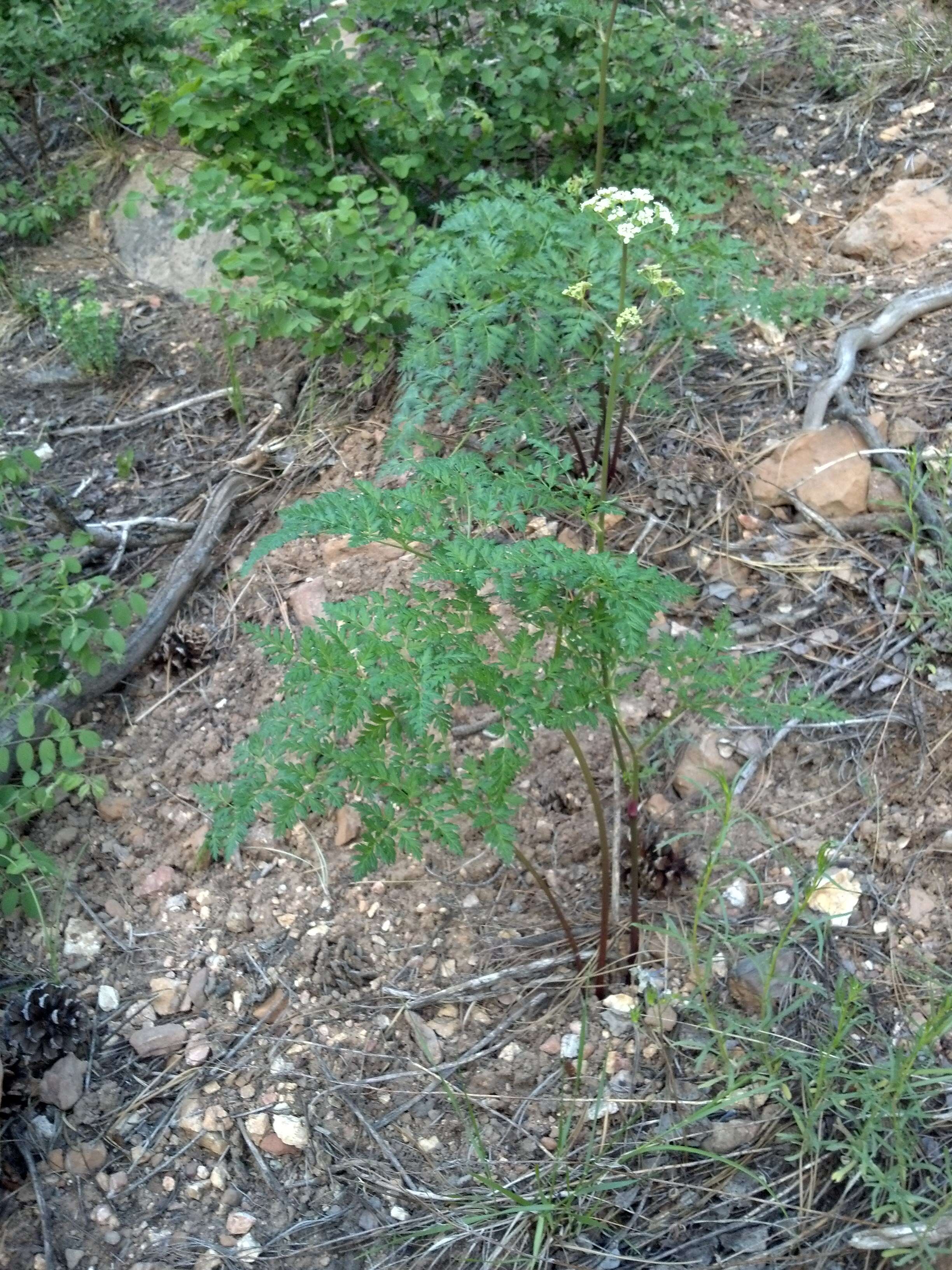 Ligusticum porteri Coult. & N. E. Rose的圖片