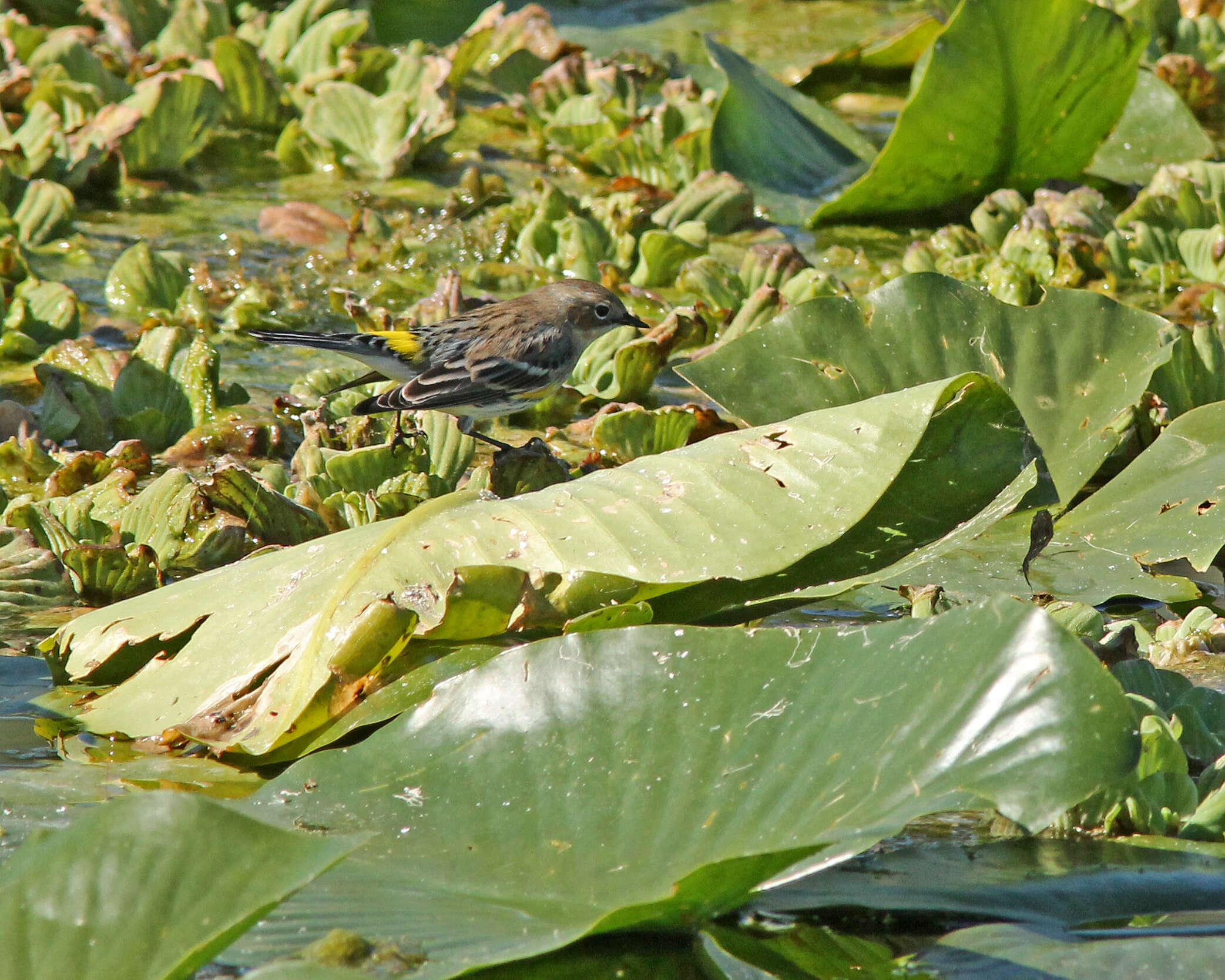 Image of Myrtle Warbler