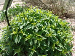 Image of wild bergamot