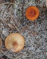 Image of basidiomycete fungi