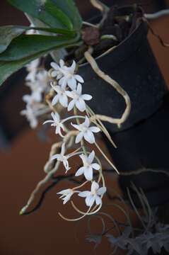 Image of Aerangis mystacidii (Rchb. fil.) Schltr.