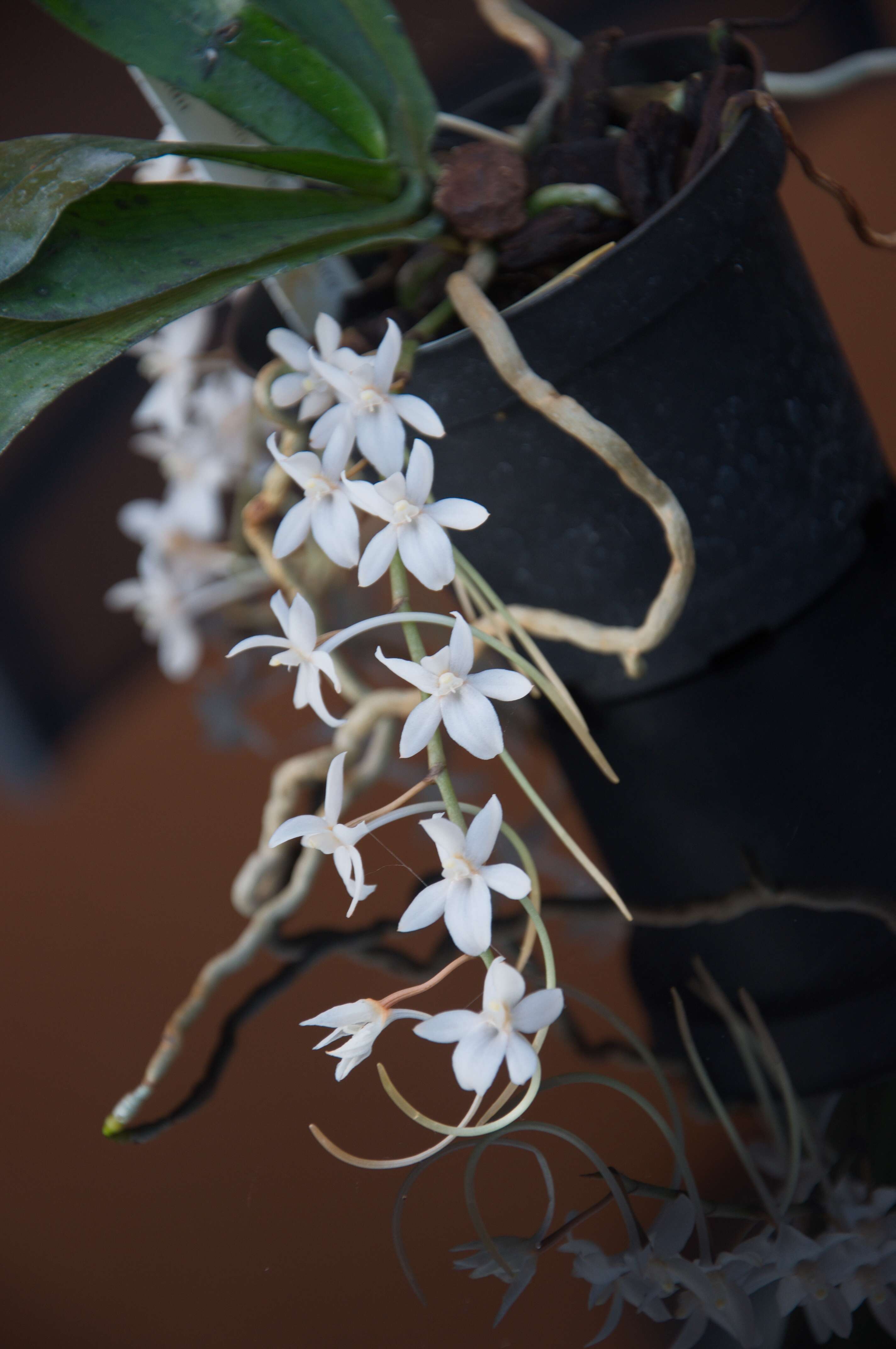 Aerangis mystacidii (Rchb. fil.) Schltr.的圖片