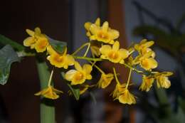 Imagem de Dendrobium chrysotoxum Lindl.