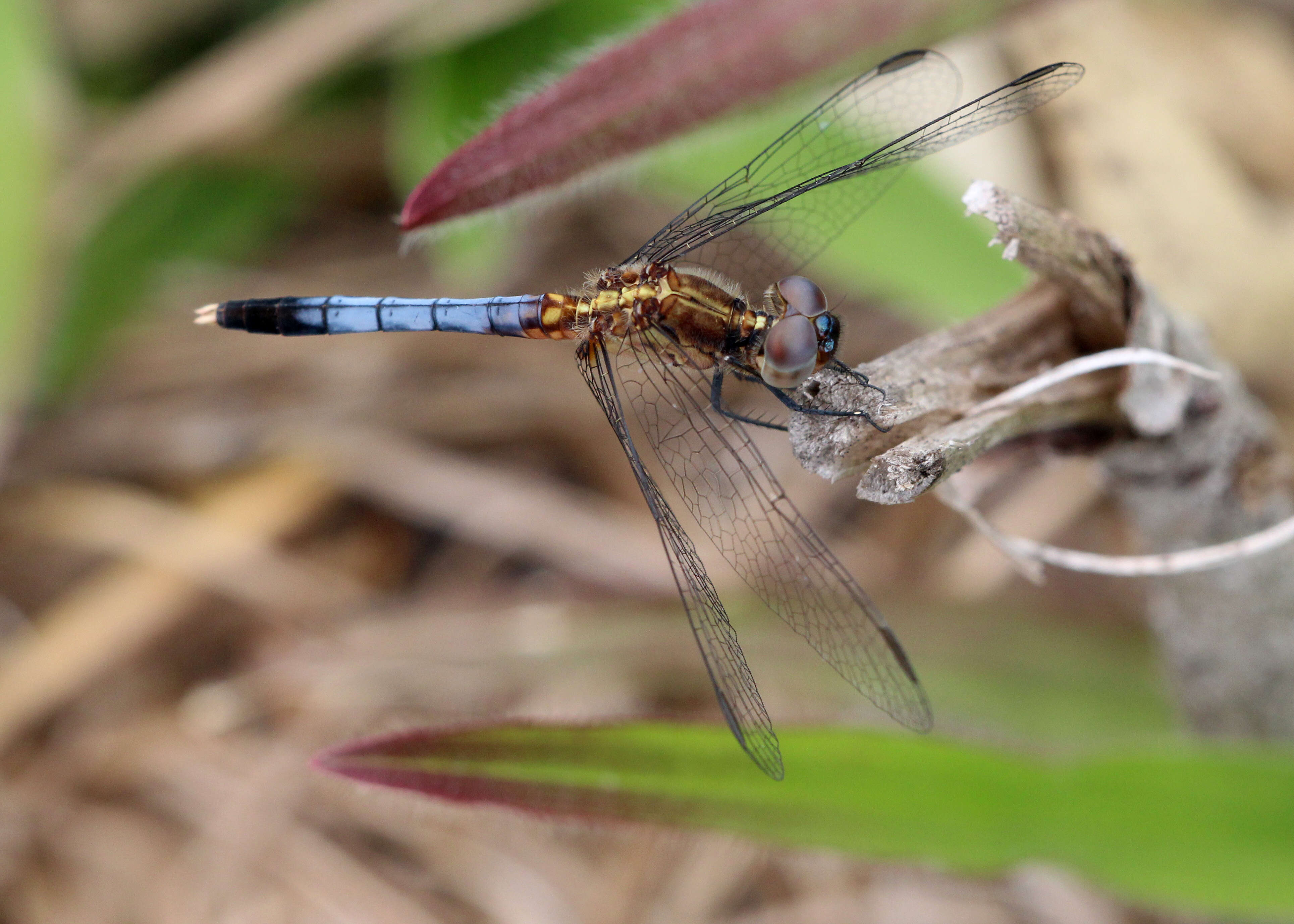 Image of Little Blue Dragonlet