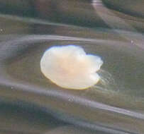 Image of Lion's Mane Jellyfish