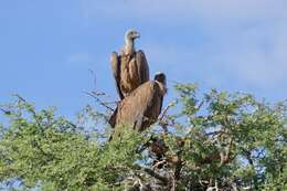 Image of White-backed Vulture