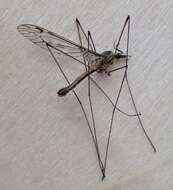 Tipula (Savtshenkia) rufina Meigen 1818的圖片