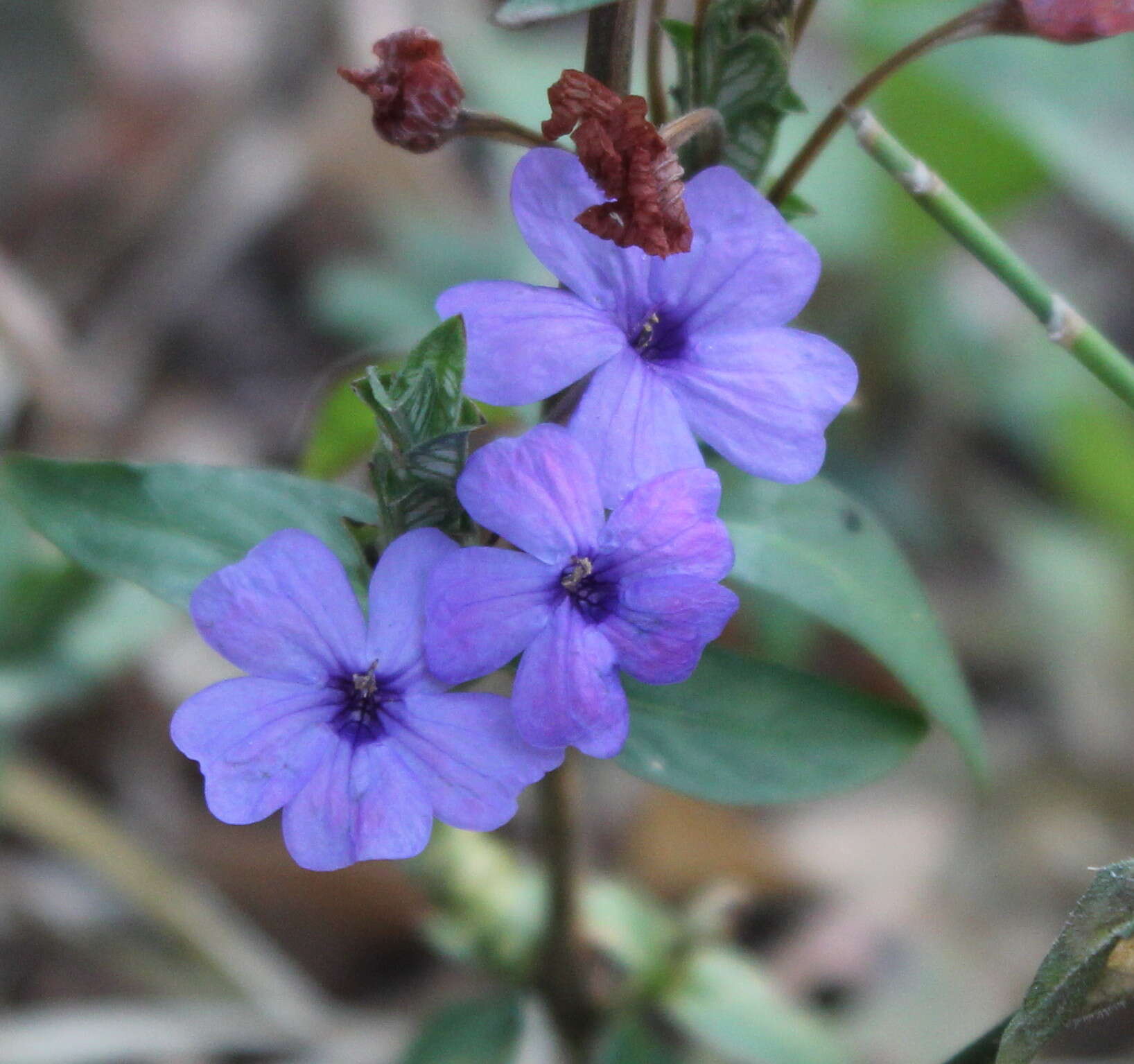 Image de Eranthemum roseum (Vahl) R. Br.