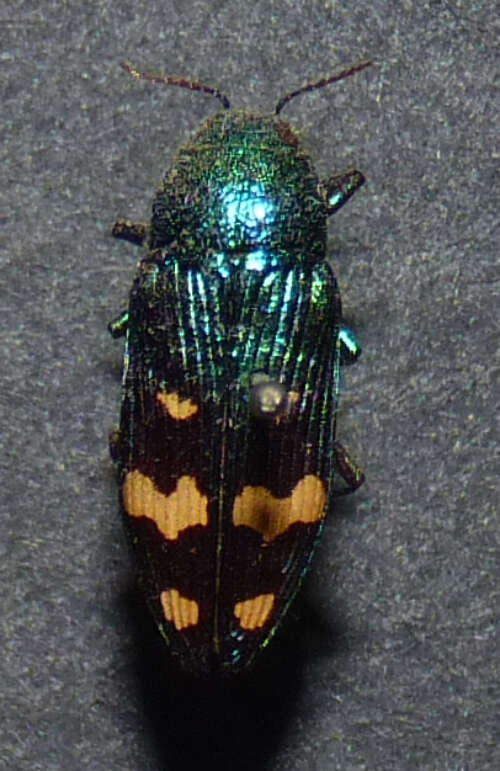 Image of Buprestis fasciata Fabricius 1787