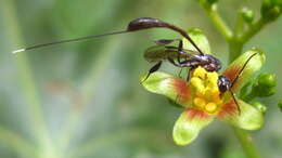 Image of Jatropha subaequiloba Radcl.-Sm.