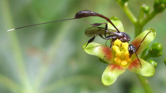 Слика од Jatropha subaequiloba Radcl.-Sm.