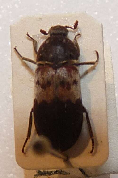 Image of larder beetle