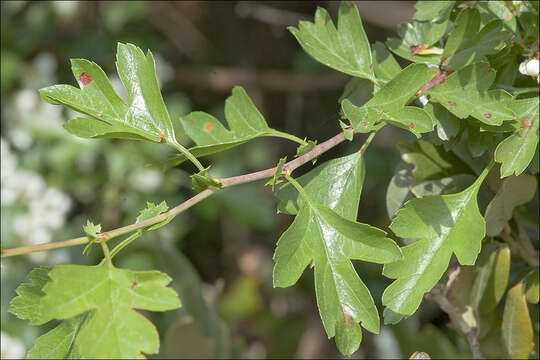 Image of Common Hawthorn