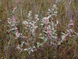 Image de Sabicea brasiliensis Wernham